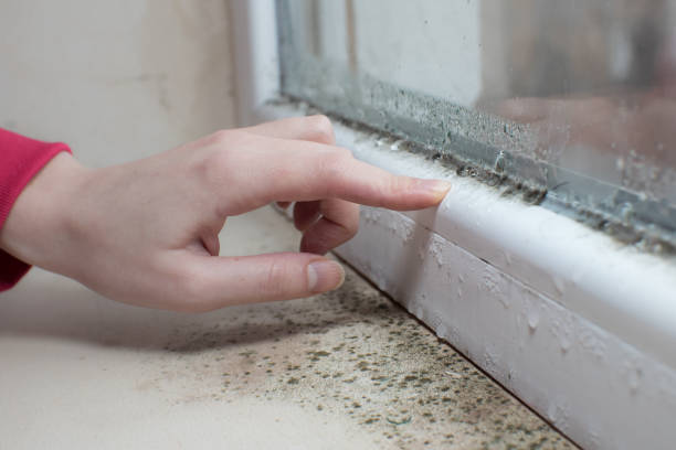 Best Industrial Mold Remediation  in Lonsdale, MN