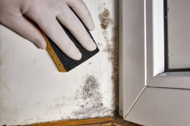 Best Mold Damage Restoration  in Lonsdale, MN